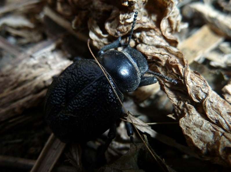 Stromboli - Pimelia rugulosa ssp. rugulosa